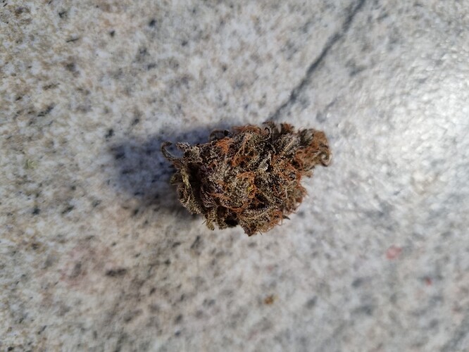 Growreport Bild 2