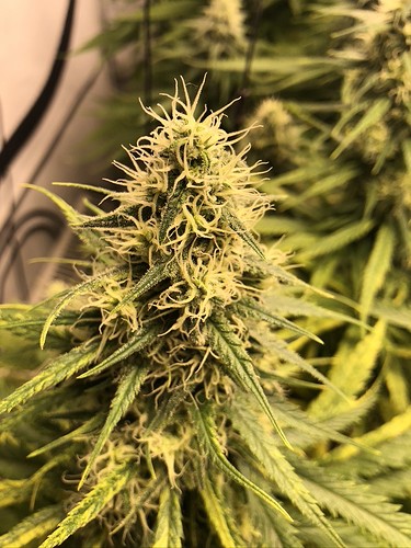 Growreport Bild 9