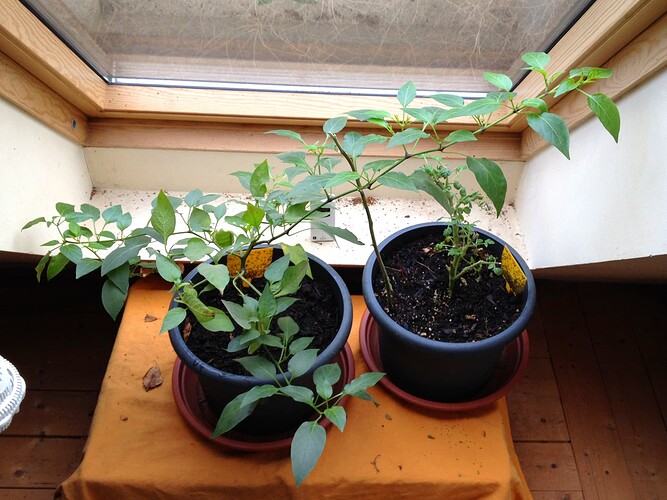 TomateChili_230109_7