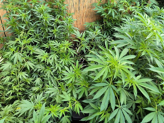 Growreport Bild 25