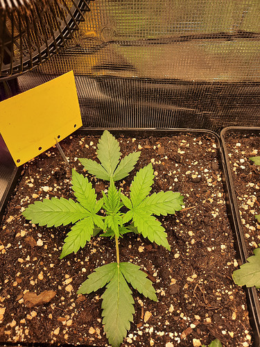 Growreport Bild 6