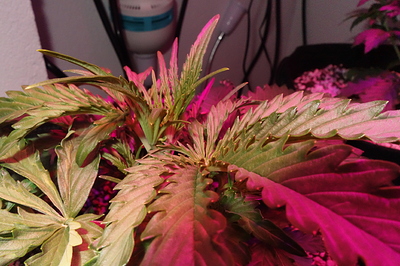 Growreport Bild 12