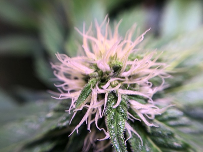 Growreport Bild 7
