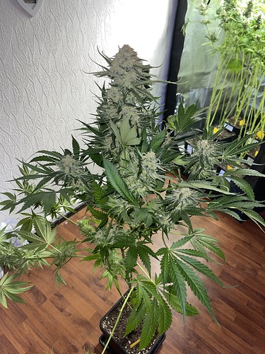 Growreport Bild 13