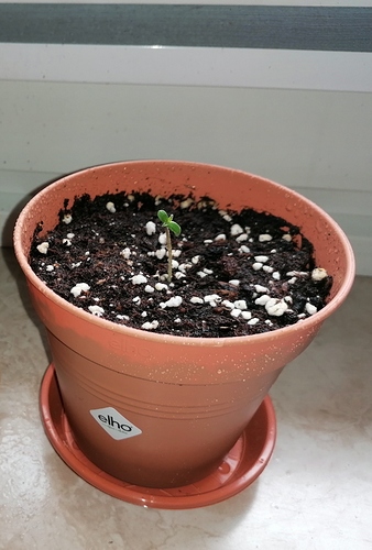 Growreport Bild 1