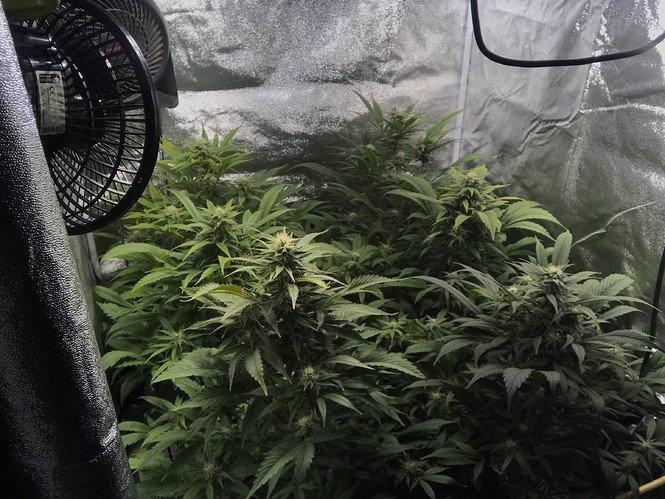 Growreport Bild 5