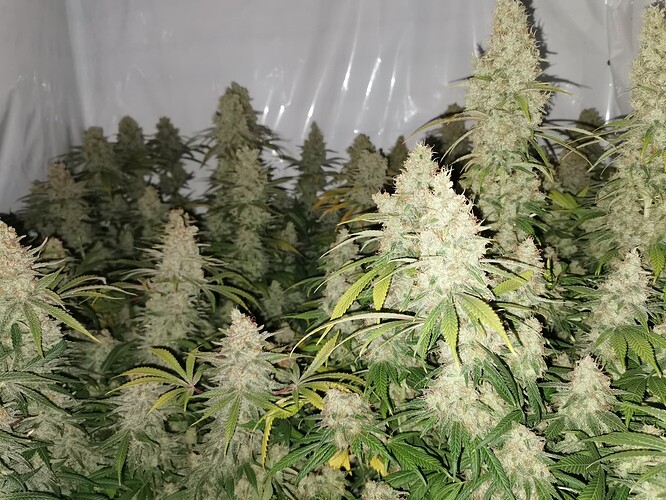 Growreport Bild 3