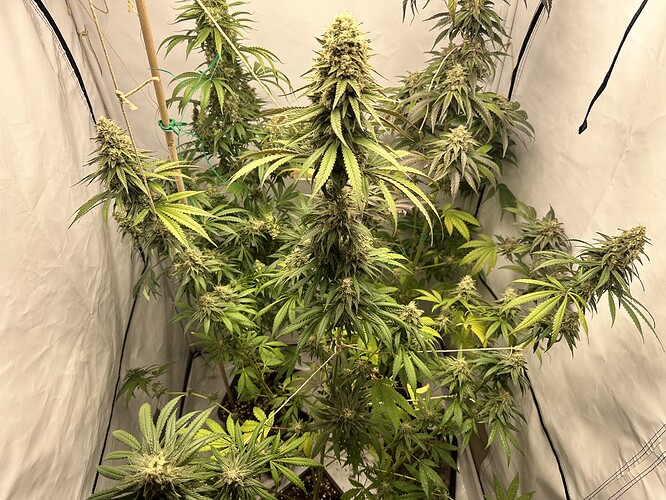 Growreport Bild 24