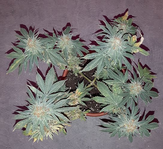 Growreport Bild 2