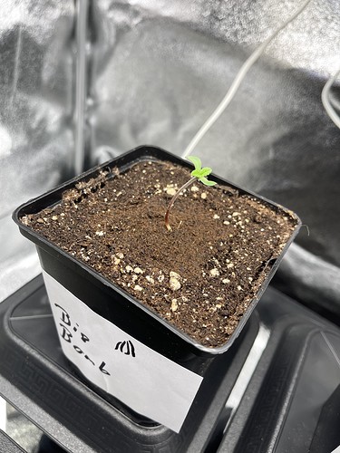Growreport Bild 23