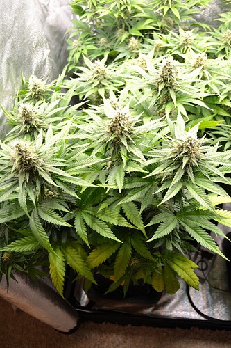 Growreport Bild 15