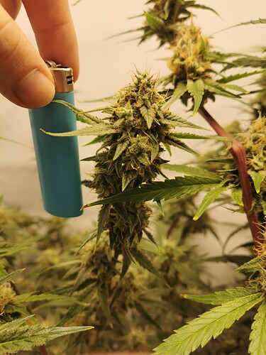 Growreport Bild 9