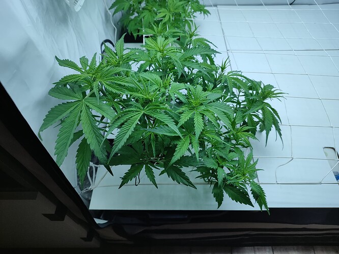 Growreport Bild 23