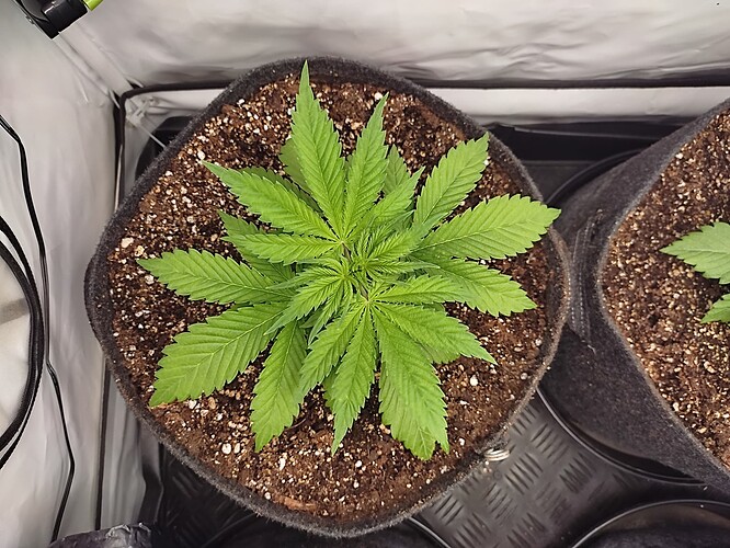 Growreport Bild 32