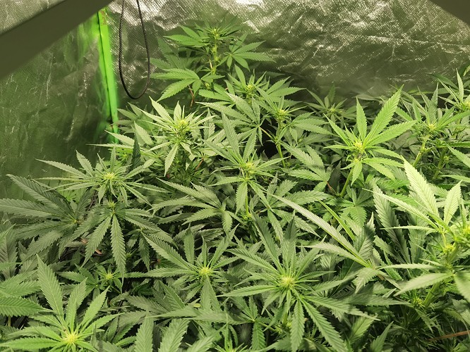 Growreport Bild 2