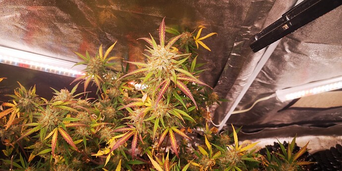 Growreport Bild 19