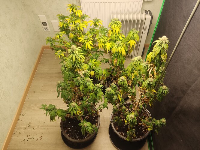 Growreport Bild 3