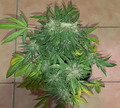 Growreport Bild 2