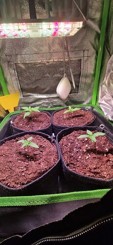 Growreport Bild 1