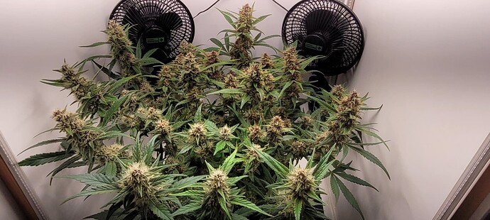 Growreport Bild 4
