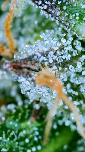 trichome2 - 1