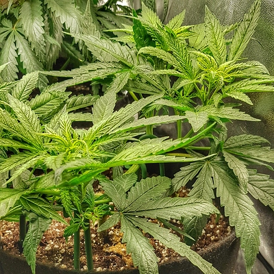 Growreport Bild 2