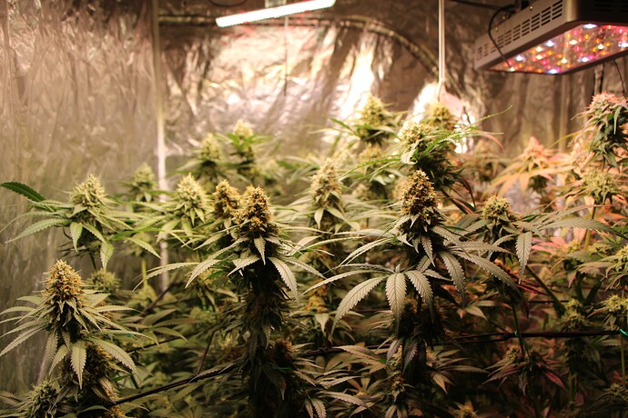 Growreport Bild 3