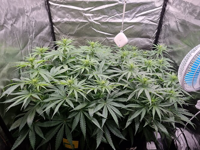 Growreport Bild 42