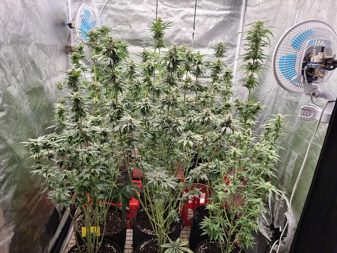 Growreport Bild 19