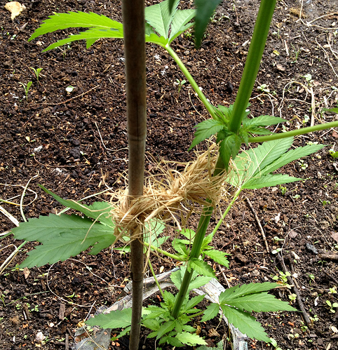 Growreport Bild 1