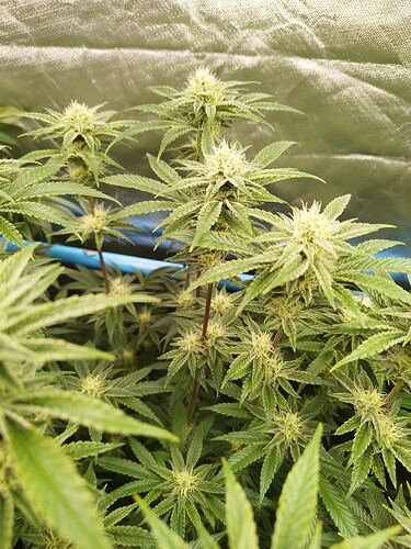 Growreport Bild 11