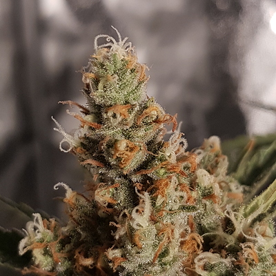 Growreport Bild 18