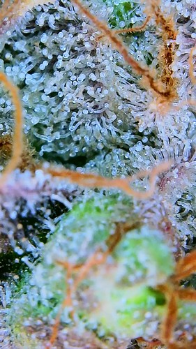 Growreport Bild 19