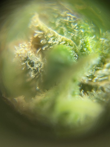 Growreport Bild 37