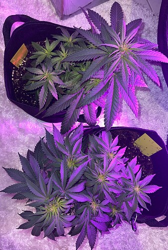 Growreport Bild 15