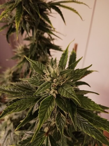 GG#1_231221-3