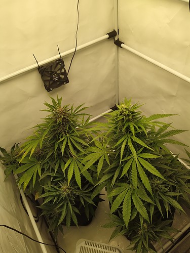 Growreport Bild 4