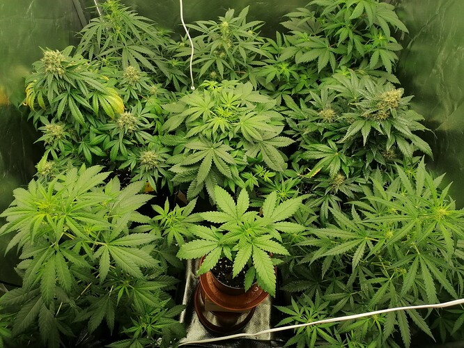Growreport Bild 1