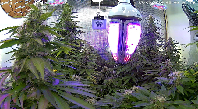 Growreport Bild 1