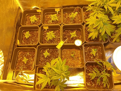 Growreport Bild 32