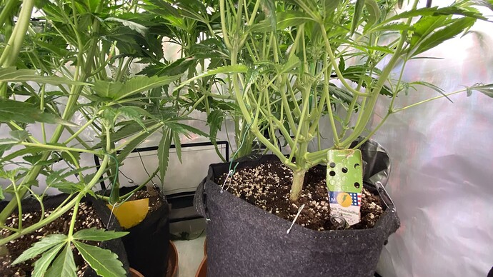 IMG_20240128_023724 - Kopie