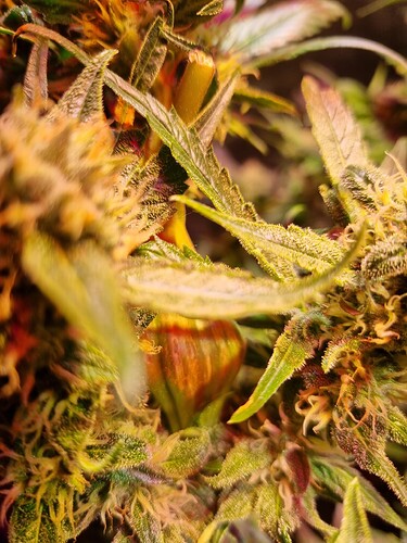 Growreport Bild 19