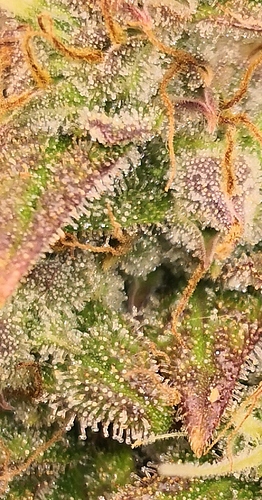 Growreport Bild 2