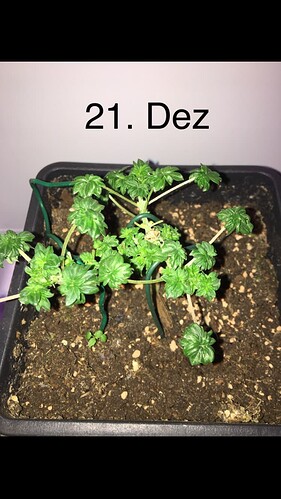 Growreport Bild 8