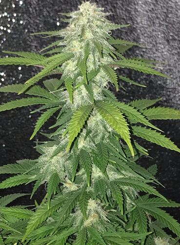 Growreport Bild 4