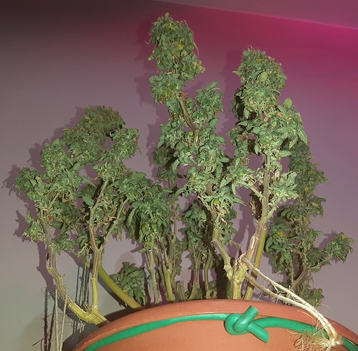 Growreport Bild 4