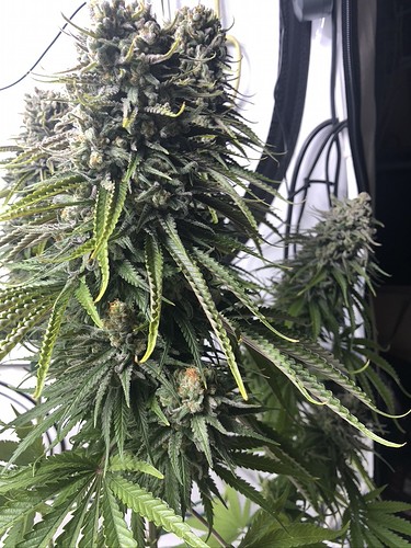 Growreport Bild 18