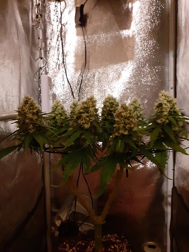 Growreport Bild 175