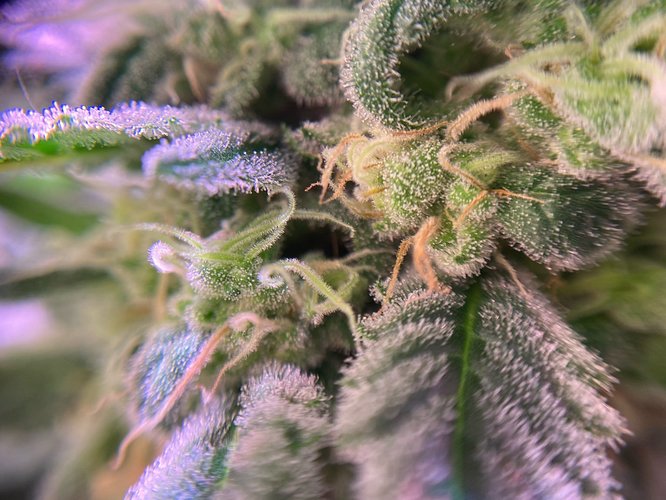 Growreport Bild 2