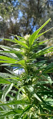 Growreport Bild 6